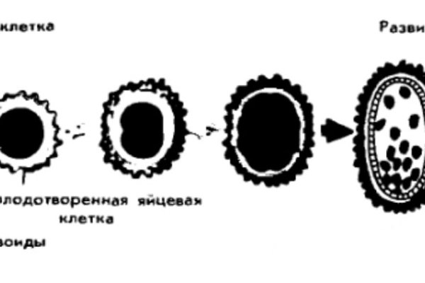 Ссылка кракен vk2 top